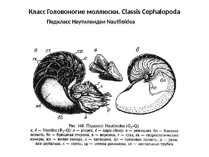 Класс Головоногие моллюски. Classis Cephalopoda. Подкласс Наутилоидеи Nautiloidea 