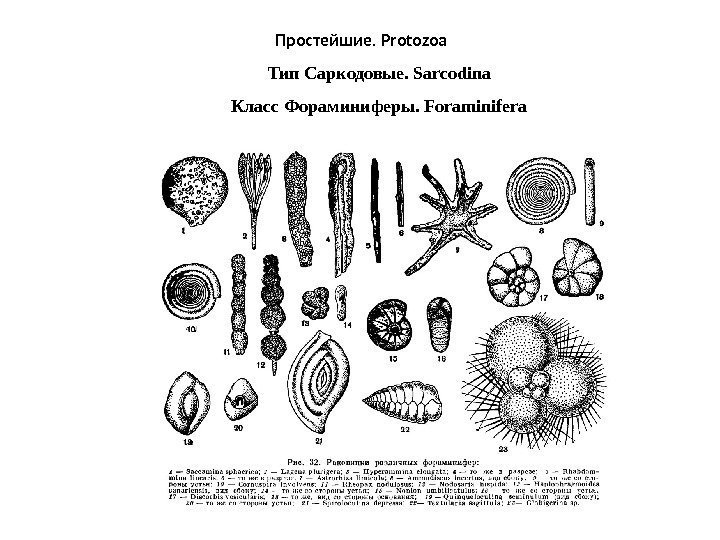 Простейшие.  Protozoa Тип Саркодовые. Sarcodina Класс Фораминиферы. Foraminifera 