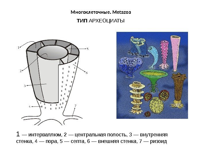 Многоклеточные. Metazoa ТИП АРХЕОЦИАТЫ 1 — интерваллюм, 2 — центральная полость, 3 — внутренняя