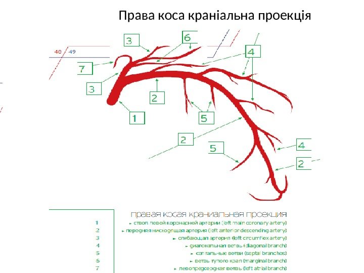 Права коса краніальна проекція 