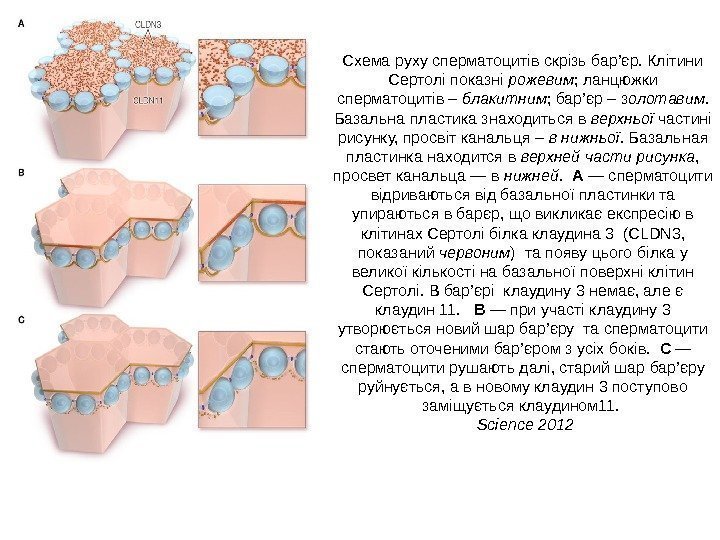 Схема руху сперматоцитів скрізь бар’єр. Клітини Сертолі показні рожевим ; ланцюжки сперматоцитів – блакитним