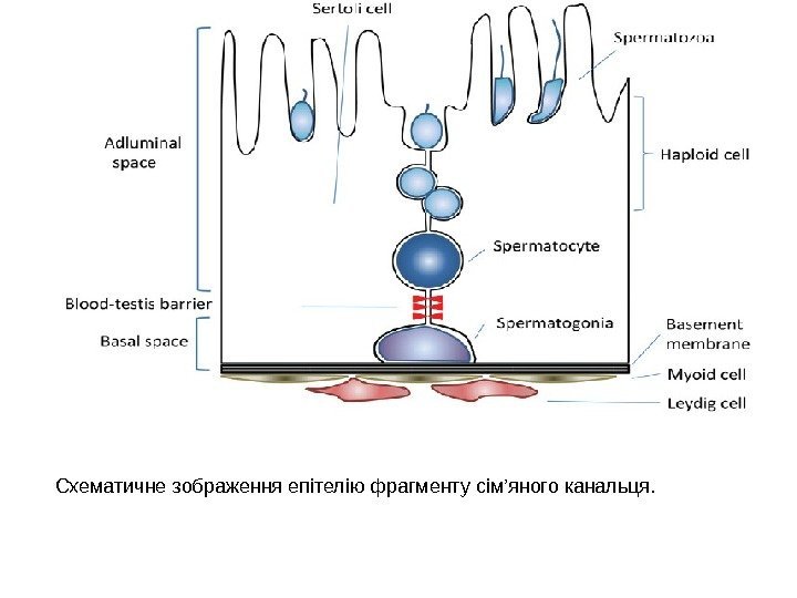 Схематичне зображення епітелію фрагменту сім’яного канальця.  