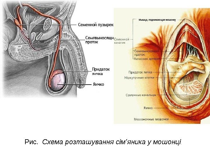 Рис.  Схема розташування сім’яника у мошонці.  