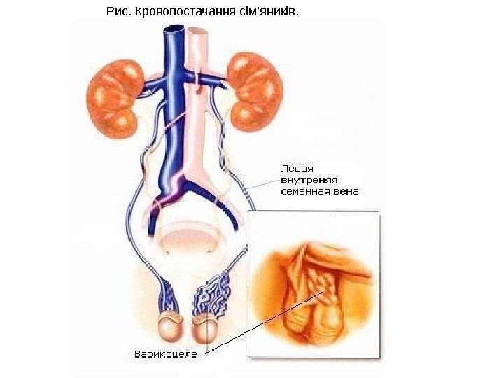 Рис. Кровопостачання сім’яників.  