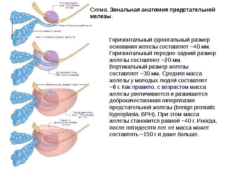 Схема.  Зональная анатомия предстательной железы.  Горизонтальный фронтальный размер основания железы составляет ~40