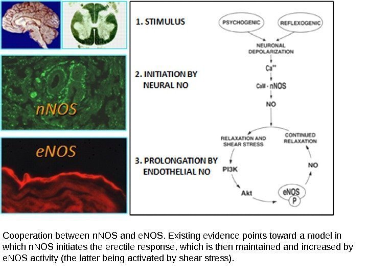 Cooperation between n. NOS and e. NOS. Existing evidence points toward a model in