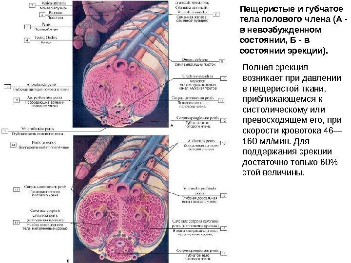 Пещеристые и губчатое тела полового члена (А - в невозбужденном состоянии, Б - в