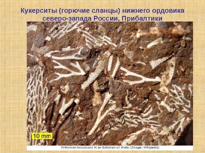 Кукерситы (горючие сланцы) нижнего ордовика северо-запада России, Прибалтики 