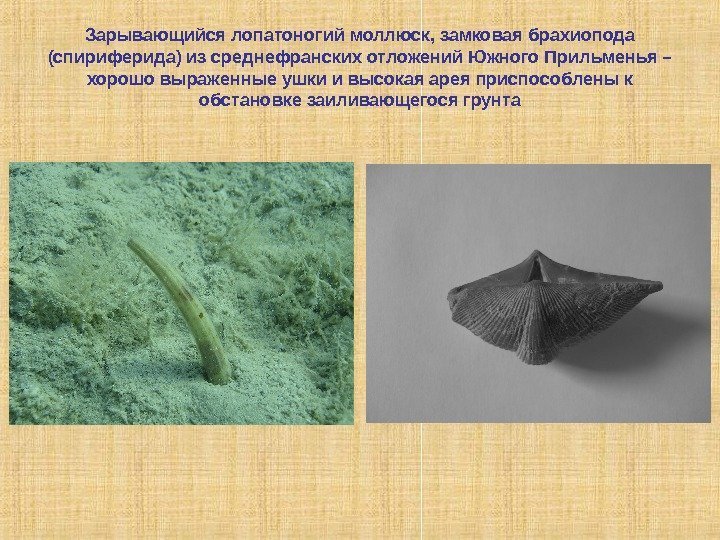 Зарывающийся лопатоногий моллюск, замковая брахиопода (спириферида) из среднефранских отложений Южного Прильменья – хорошо выраженные