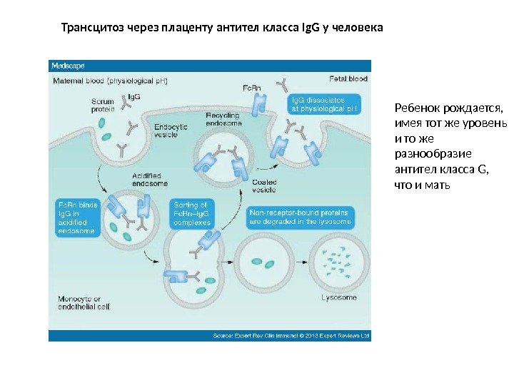 Трансцитоз через плаценту антител класса Ig. G у человека Ребенок рождается,  имея тот