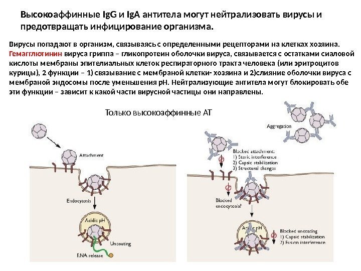Высокоаффинные Ig. G и Ig. A антитела могут нейтрализовать вирусы и предотвращать инфицирование организма.