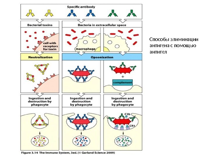 Способы элиминации антигена с помощью антител 