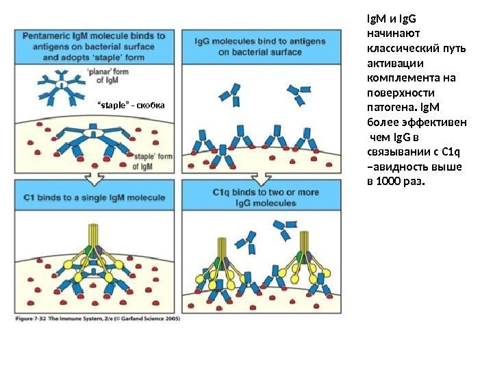 Ig. M и Ig. G начинают классический путь активации комплемента на поверхности патогена. Ig.