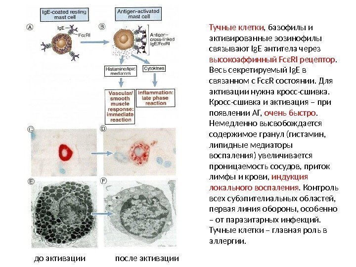 Тучные клетки , базофилы и активированные эозинофилы связывают Ig. E антитела через высокоаффинный FcεRI