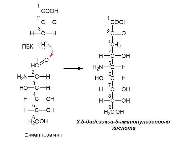 3, 5 -дидезокси-5 -аминонулозоновая кислота. Моносахариды 