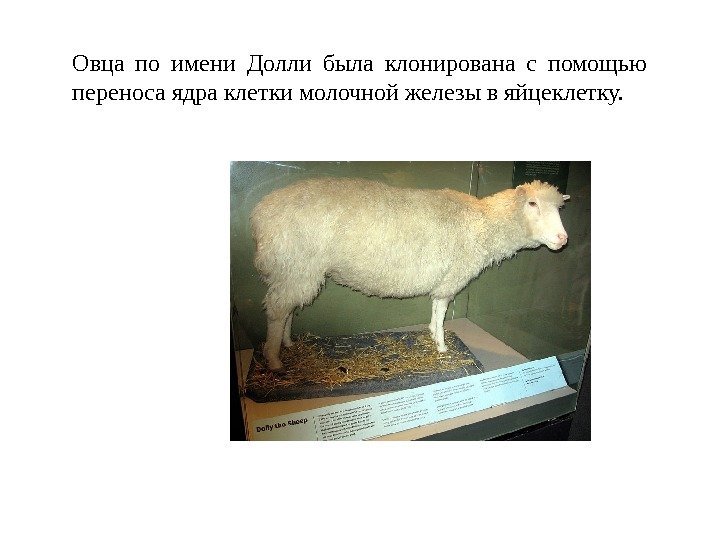 Овца по имени Долли была клонирована с помощью переноса ядра клетки молочной железы в