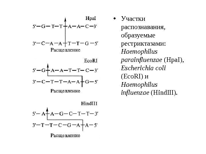  • Участки распознавания,  образуемые рестриктазами:  Haemophilus parainfluenzae (Hpa. I),  Escherichia