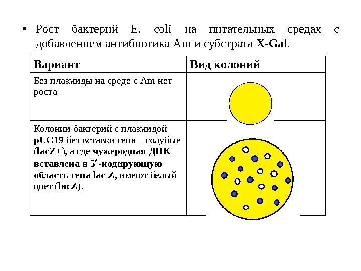 Схема описания колоний бактерий