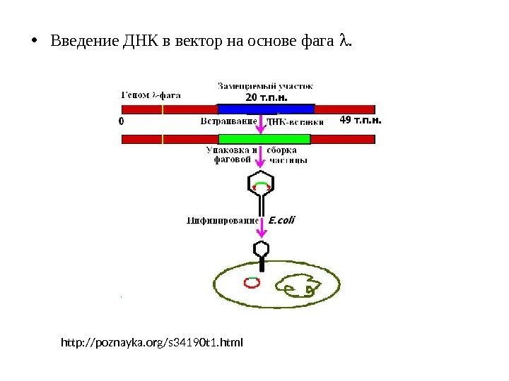  • Введение ДНК в вектор на основе фага . http: //poznayka. org/s 34190