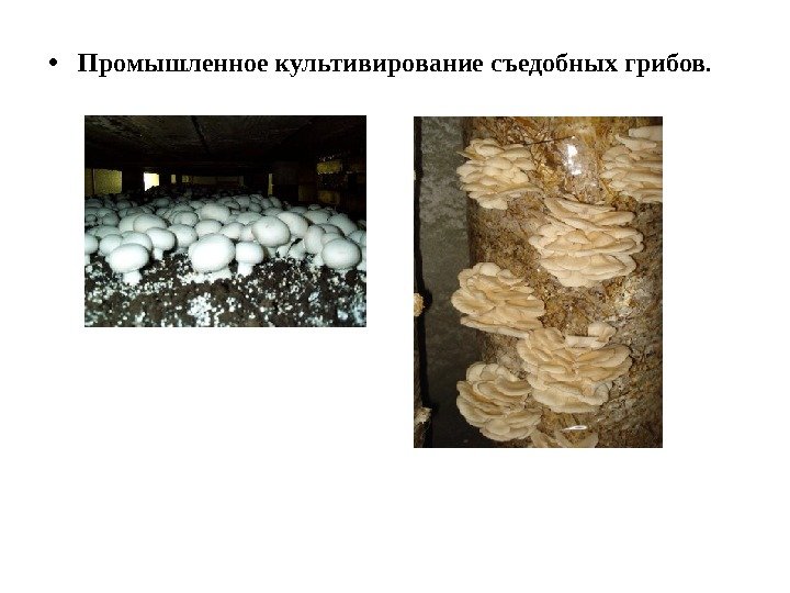 • Промышленное культивирование съедобных грибов. 