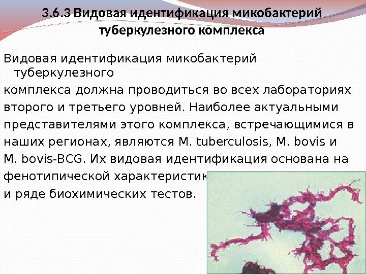 3. 6. 3 Видовая идентификация микобактерий туберкулезного комплекса должна проводиться во всех лабораториях второго