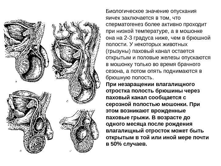 Биологическое значение опускания яичек заключается в том, что сперматогенез более активно проходит при низкой