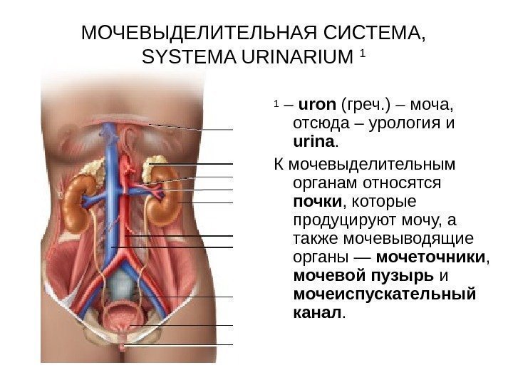 МОЧЕВЫДЕЛИТЕЛЬНАЯ СИСТЕМА,  SYSTEMA URINARIUM  1 1 – uron ( греч. ) –