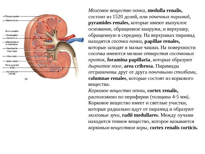 Мозговое вещество почки,  medulla renalis ,  состоит из 15 20 долей, или