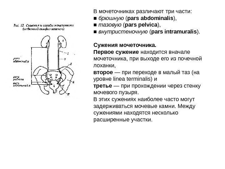 В мочеточниках различают три части: ■  брюшную ( pars abdominalis ), ■ 