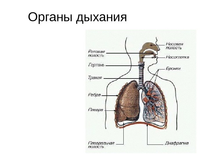   Органы дыхания 