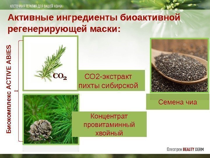 Активные ингредиенты биоактивной регенерирующей маски: СО 2 -экстракт пихты сибирской Концентрат провитаминный хвойный Семена