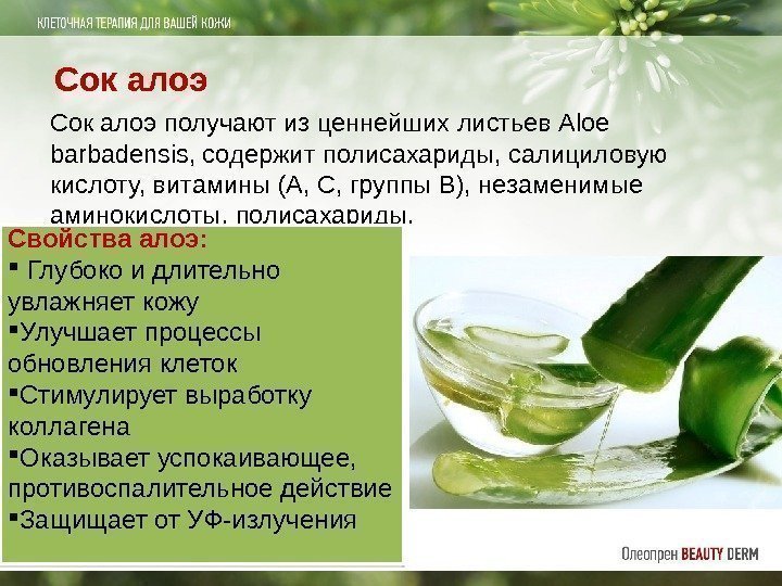Сок алоэ получают из ценнейших листьев Aloe barbadensis, содержит полисахариды, салициловую кислоту, витамины (А,
