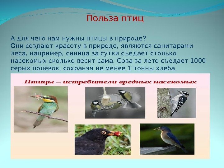   Польза птиц А для чего нам нужны птицы в природе? Они создают