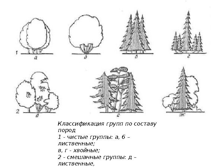 Классификация групп по составу пород 1 - чистые группы: а, 6 – лиственные; 