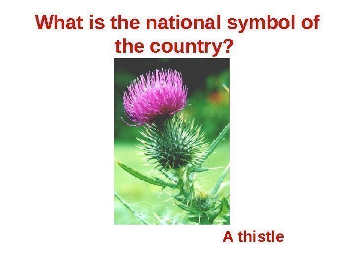 What is the national symbol of the country?  A thistle 
