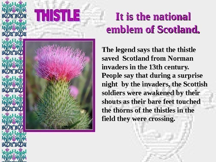 It is the national emblem of Scotland. The legend says that the thistle saved