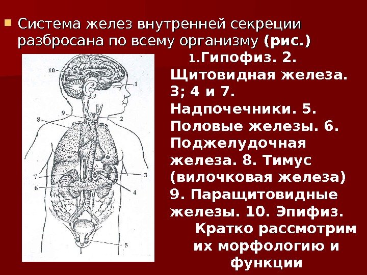  Система желез внутренней секреции разбросана по всему организму (рис. ) 1. Гипофиз. 2.