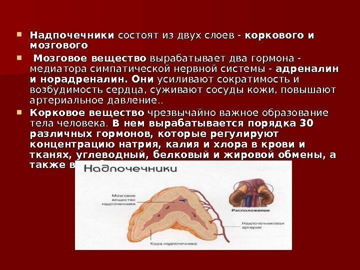  Надпочечники состоят из двух слоев - коркового и мозгового   Мозговое вещество