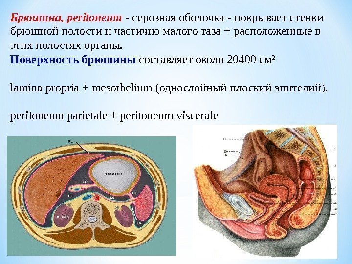 Брюшина, peritoneum  - серозная оболочка - покрывает стенки брюшной полости и частично малого