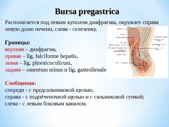 Bursa pregastrica Располагается под левым куполом диафрагмы, окружает справа левую долю печени, слева -