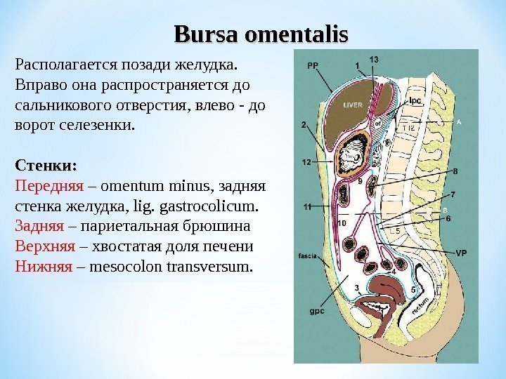 Bursa omentalis Располагается позади желудка.  Вправо она распространяется до сальникового отверстия, влево -