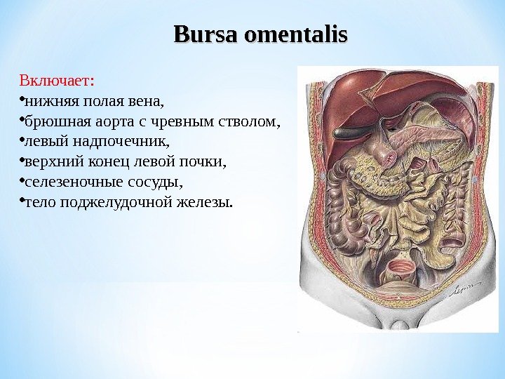 Bursa omentalis Включает:  • нижняя полая вена,  • брюшная аорта с чревным