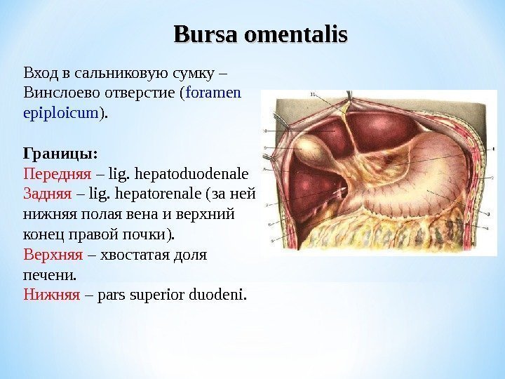 Bursa omentalis Вход в сальниковую сумку – Винслоево отверстие ( foramen epiploicum ). Границы: