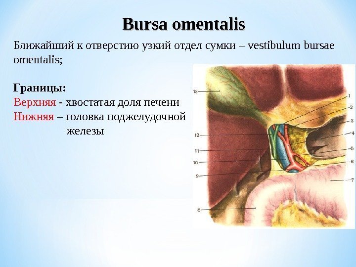 Bursa omentalis Ближайший к отверстию узкий отдел сумки – vestibulum bursae omentalis;  Границы: