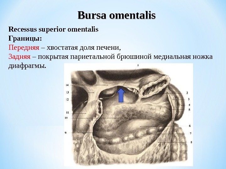 Bursa omentalis R ecessus superior omentalis Границы: Передняя – хвостатая доля печени,  Задняя