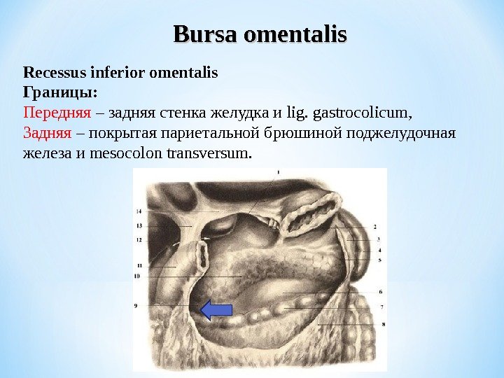 Bursa omentalis R ecessus inferior omentalis Границы: Передняя – задняя стенка желудка и lig.