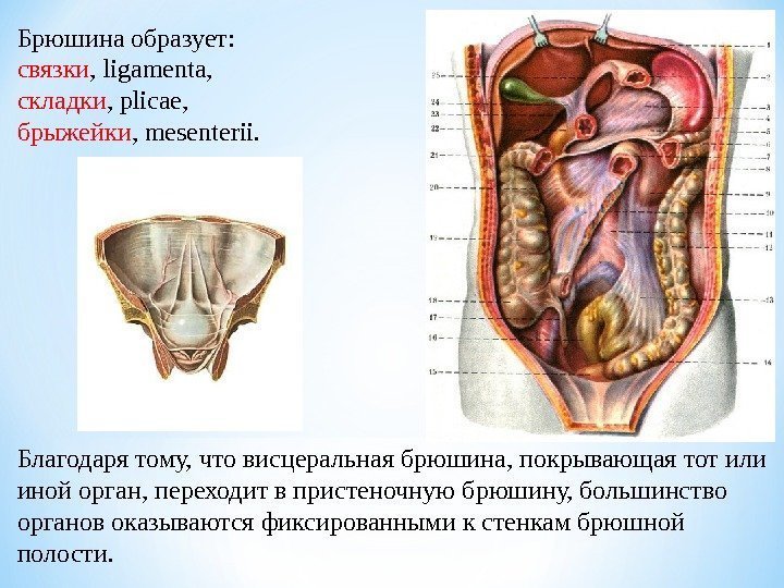 Брюшина образует:  связки , ligamenta,  складки , plicae,  брыжейки , mesenterii.