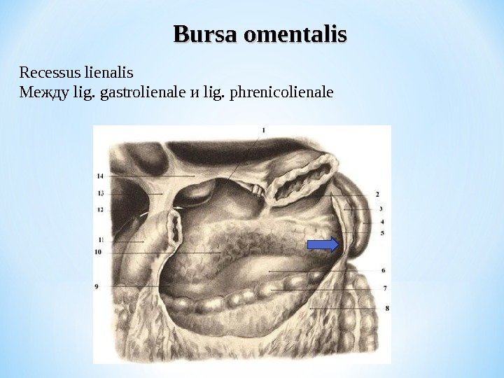 Bursa omentalis R ecessus lienalis Между lig. gastrolienale и lig. phrenicolienale 
