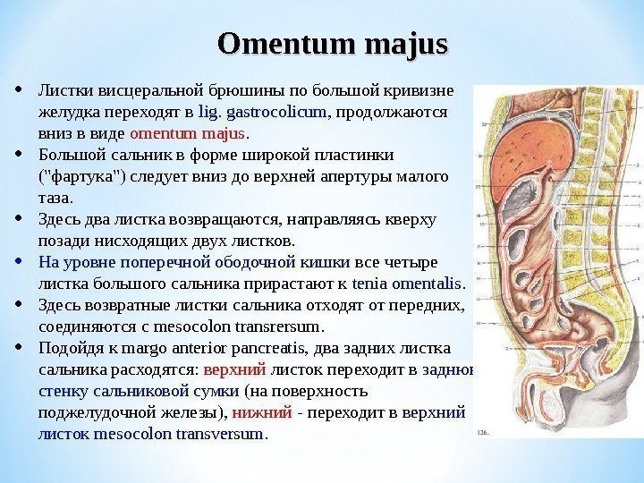  • Листки висцеральной брюшины по большой кривизне желудка переходят в lig. gastrocolicum ,