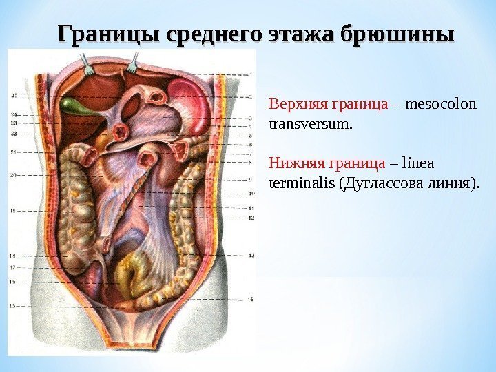 Границы среднего этажа брюшины Верхняя граница – mesocolon transversum.  Нижняя граница – linea